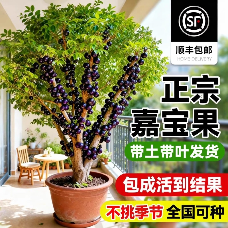正宗嘉宝果树苗沙巴艾斯卡树葡萄南北方四季阳台庭院种植当年结果
