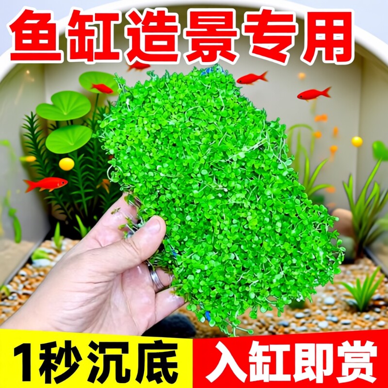 爬地矮珍珠水草日本趴地矮珍珠植物生态鱼缸造景专用草坪净化水质