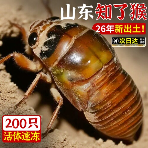 【冷链速发】大个头金蝉知了猴