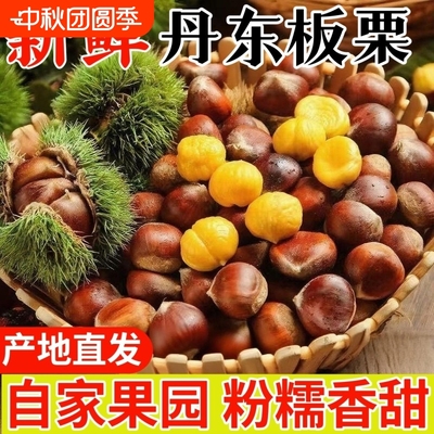 正宗丹东板栗大板栗新鲜当季嫩带壳非油板栗老树现摘新货