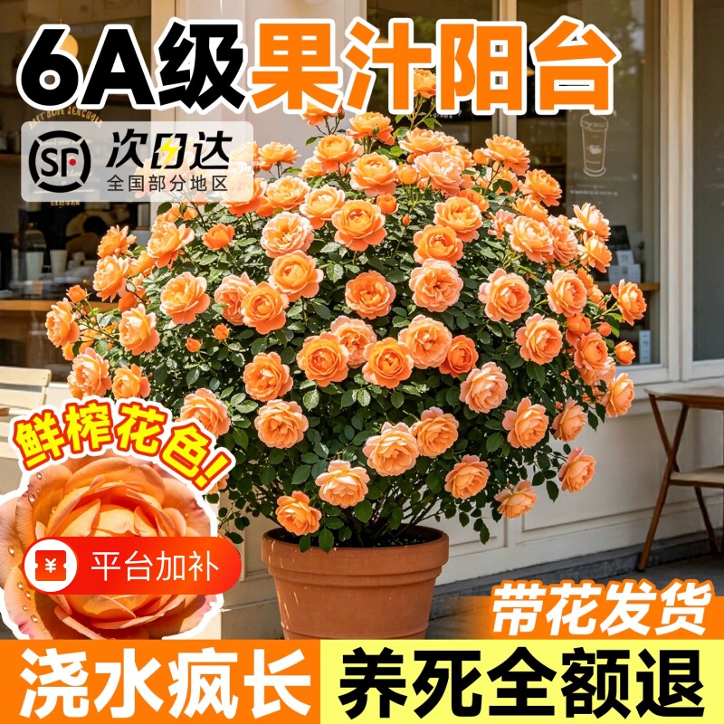 果汁阳台月季大苗多头超级大玫瑰花盆栽四季开花卉大花植物红果汁