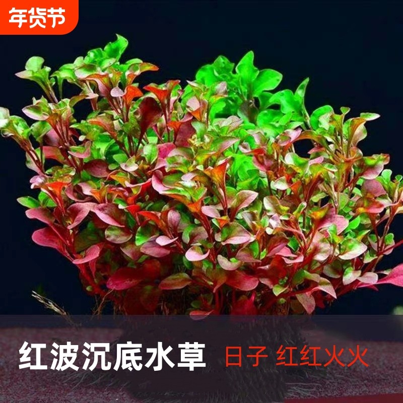 有茎类活体水草植物鱼缸新人红波水草红丁香红雨伞种底砂中后景草,宠物/宠物食品及用品,造景/装饰,淘宝优惠券,粉丝福利购,淘宝优惠卷
