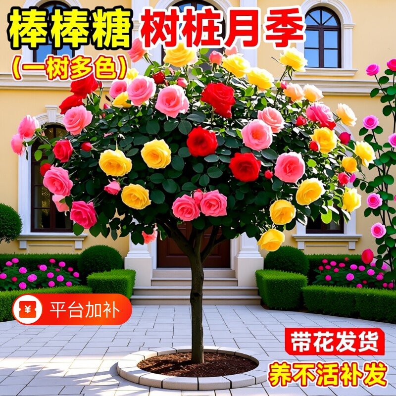 棒棒糖树桩月季花苗四季植物花卉老桩玫瑰花树苗开花阳台果汁庭院