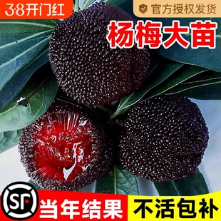 仙居东魁杨梅树树苗南方当年结果嫁接水晶水果树果苗早熟特大东槐