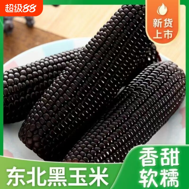 东北香甜黑糯玉米整箱10根包装软糯美味可口粗粮真空装黑玉米现摘