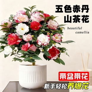 带花苞山茶花盆栽五色赤丹树苗四季 好养大花浓香室内阳台绿植花卉