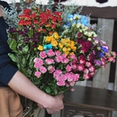 饰鲜花泡泡生日 多头玫瑰干花花束北欧家居摆设插花蔷薇真花文艺装