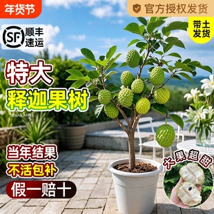释迦果苗树带果凤梨奶油黄龙嫁接果树果苗庭院南方种植盆栽地栽苗