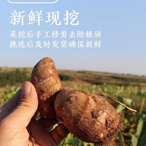 现挖牛奶小芋头新鲜毛芋头小香芋