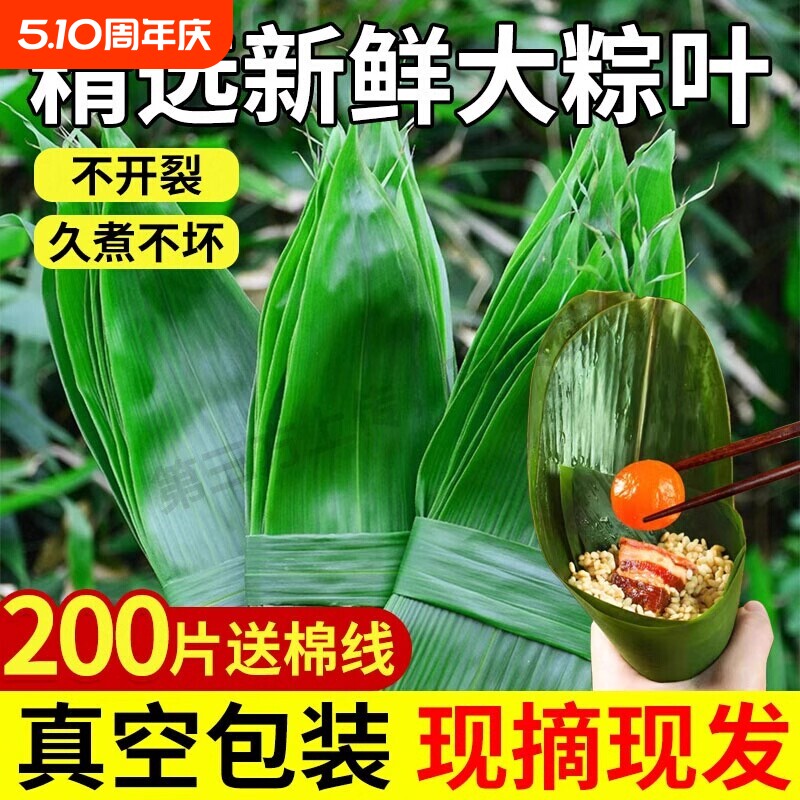 粽子叶粽叶新鲜大号宽棕叶包粽子叶子特大端午节现摘真空手工商用