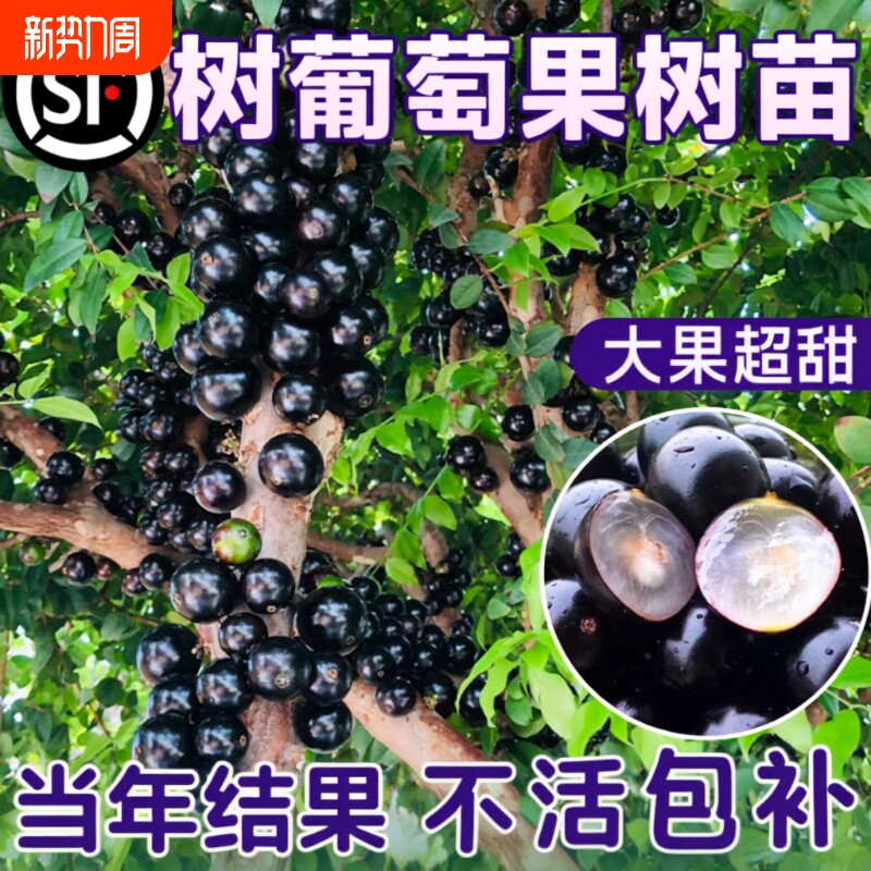 正宗四季嘉宝果苗树树葡萄沙巴艾斯卡果树南北方阳台庭院种植盆栽