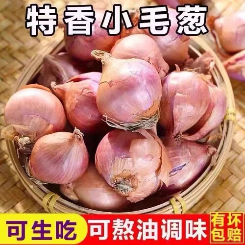 农机自种毛葱头农家特产新鲜种子正宗小毛葱迷你圆红葱头鬼子葱