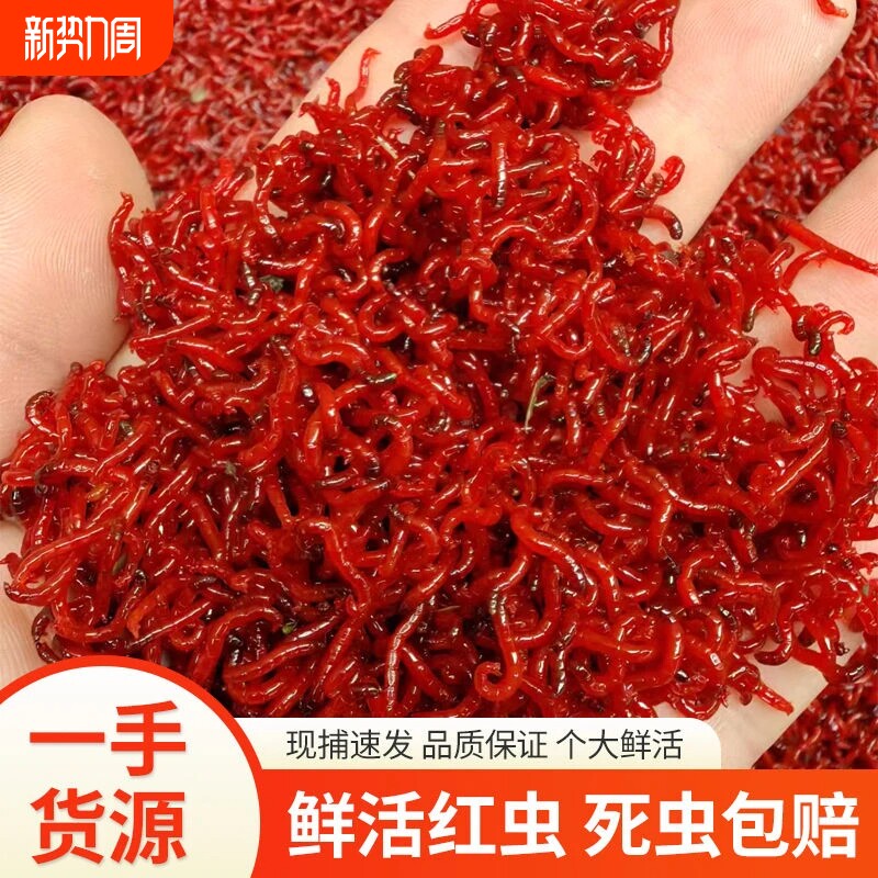 鲜活红虫活饵大号红虫喂鱼饵拉饵鲫鱼野钓饵料钓鱼蚯蚓鱼饵