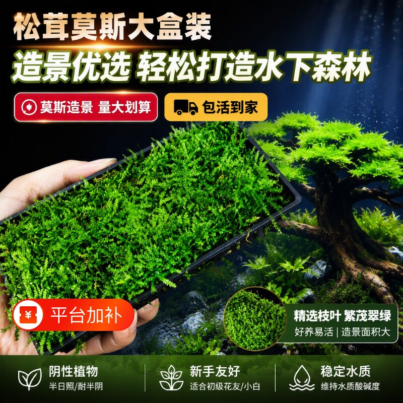 莫斯水草松茸莫斯盒鱼缸造景沉木慕斯树装饰前景阴性植物莫斯树