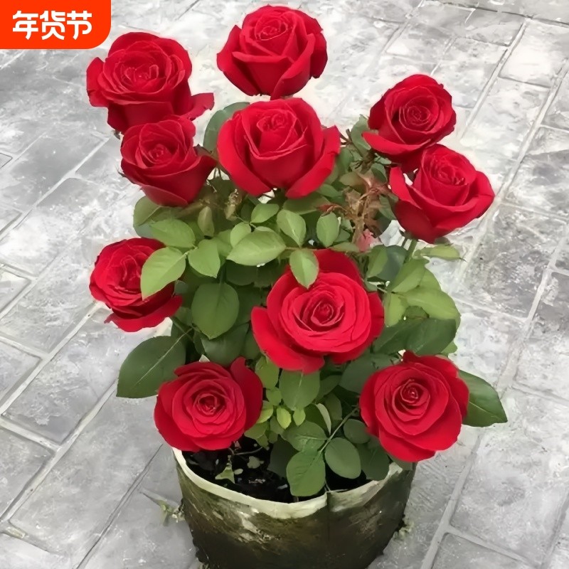 大红色玫瑰花苗盆栽老桩卡罗拉阳台庭院特大花浓香四季开花卉带花,鲜花速递/花卉仿真/绿植园艺,月季/蔷薇/玫瑰,淘宝优惠券,粉丝福利购,淘宝优惠卷