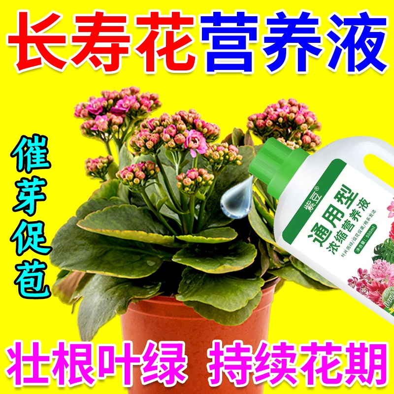 长寿花专用营养液促花肥专用肥开花肥料叶面肥氮磷钾通用型元素