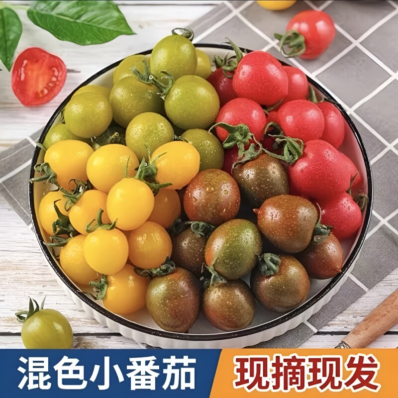 多彩小番茄（不低于5色）新鲜现摘现发彩色水果小柿子圣女果顺丰