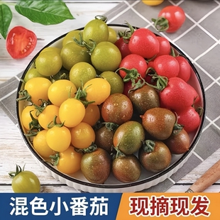多彩小番茄（不低于5色）新鲜现摘现发彩色水果小柿子圣女果顺丰