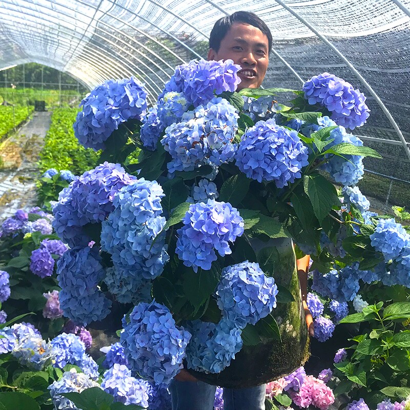 绣球花苗盆栽老桩无尽夏带花大苗阳台庭院耐寒绿植四季开花圆锥