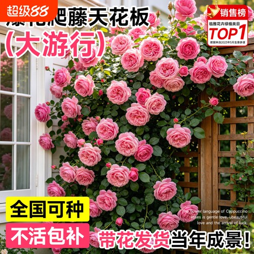 大游行藤本蔷薇月季花苗爬藤四季