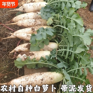 安徽宿松农家自种新鲜蔬菜白萝卜新鲜白皮萝卜泡菜嫩白萝卜当季