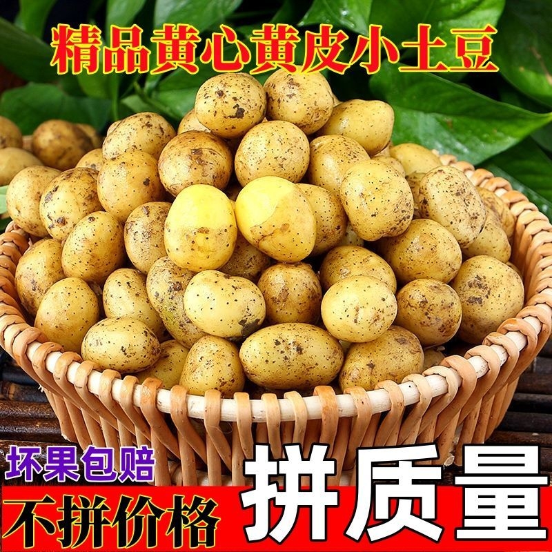 恩施发货2025新鲜正宗恩施黄心小土豆迷你小土豆高山洋芋马铃薯