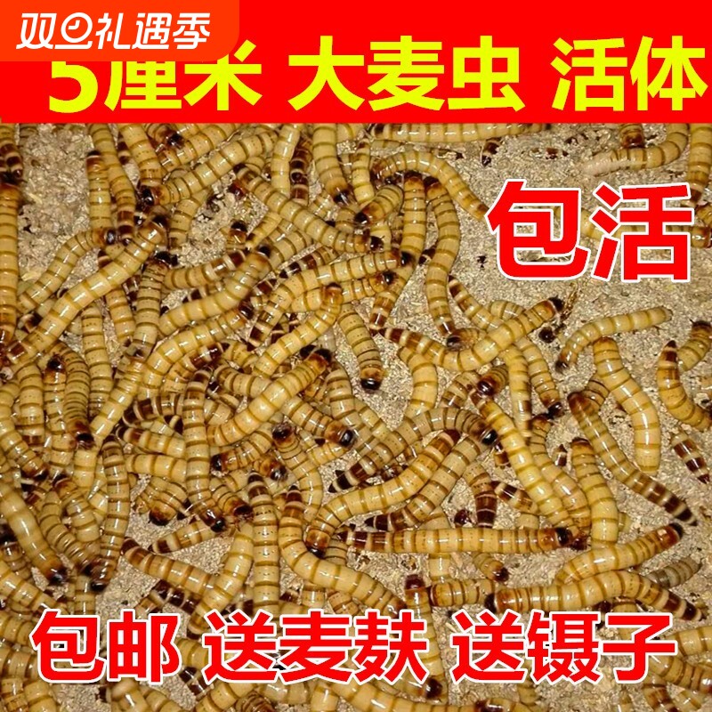 大麦虫活体面包虫龙鱼乌龟八哥画眉蜥蜴蜘蛛守宫宠物饲料包邮一斤