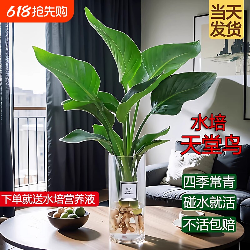 天堂鸟水培盆栽花卉植物室内客厅绿植桌面鹤望兰四季好养活吸甲醛