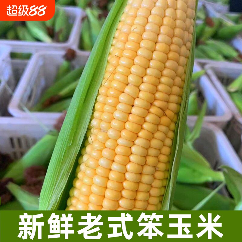 新鲜老式笨玉米苞米棒子非甜非糯现摘带皮生老玉米农家自种