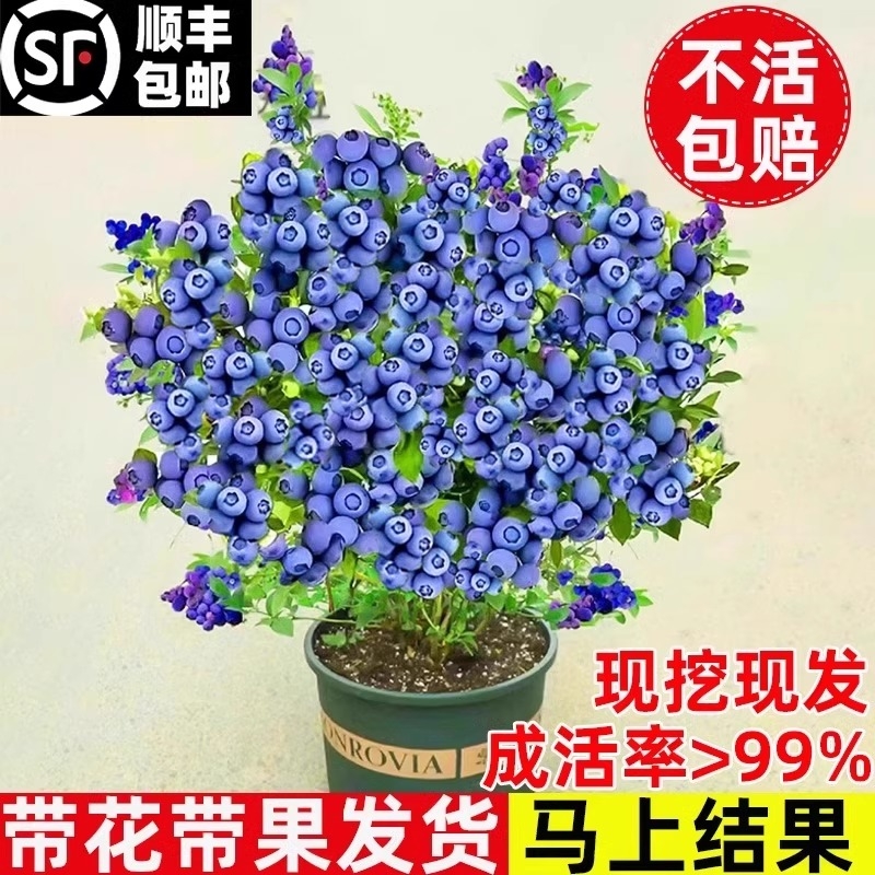蓝莓树果苗蓝莓苗盆栽地栽果苗带大果南北方种植苗兔眼绿宝石果树