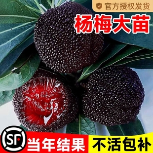 仙居东魁杨梅树树苗南方当年结果嫁接水晶水果树果苗早熟特大东槐