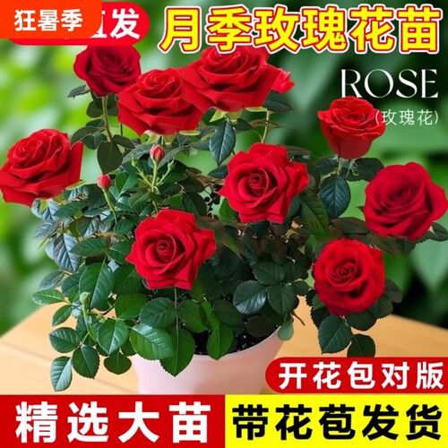 月季玫瑰花苗带花苞浓香特大鲜花卉绿植物蔷薇花盆栽开花室内阳台