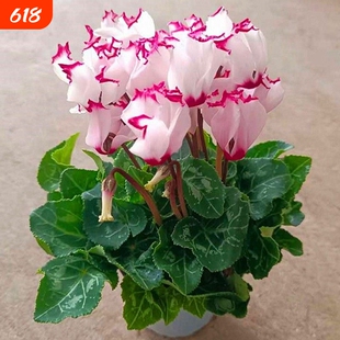 仙客来盆栽带花大花重瓣花卉植物室内花种球大盆阳台仙鹤来原生根