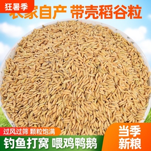 2025年稻谷带壳喂鸡鸭鸽粮饲料批发谷子水稻子喂鸡鸭鹅鸟杂粮粮食