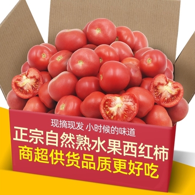 赛普罗旺斯西红柿农家自种当季沙瓤西红柿自然熟新鲜生吃番茄蔬菜