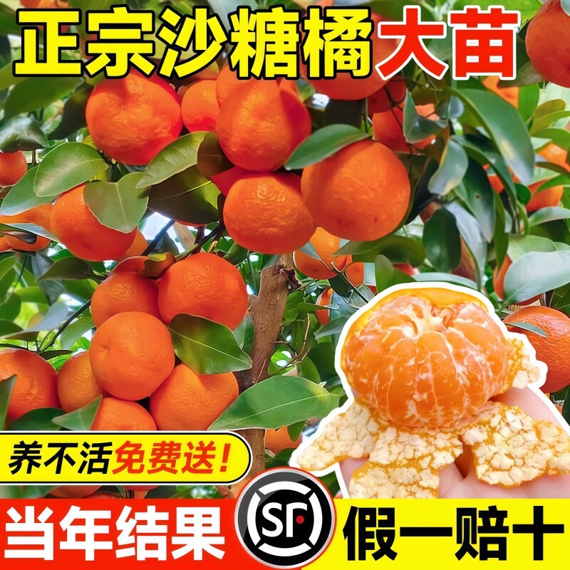 沙糖桔树苗地栽盆栽南方北方柑桔果树果苗砂糖橘金桔种植沃柑脆皮