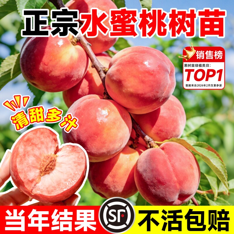 水蜜桃树苗高产四季可种树苖当年结果南北方种植桃树毛桃黄桃早熟