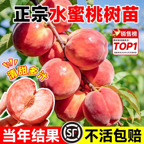 水蜜桃树苗高产当年结果