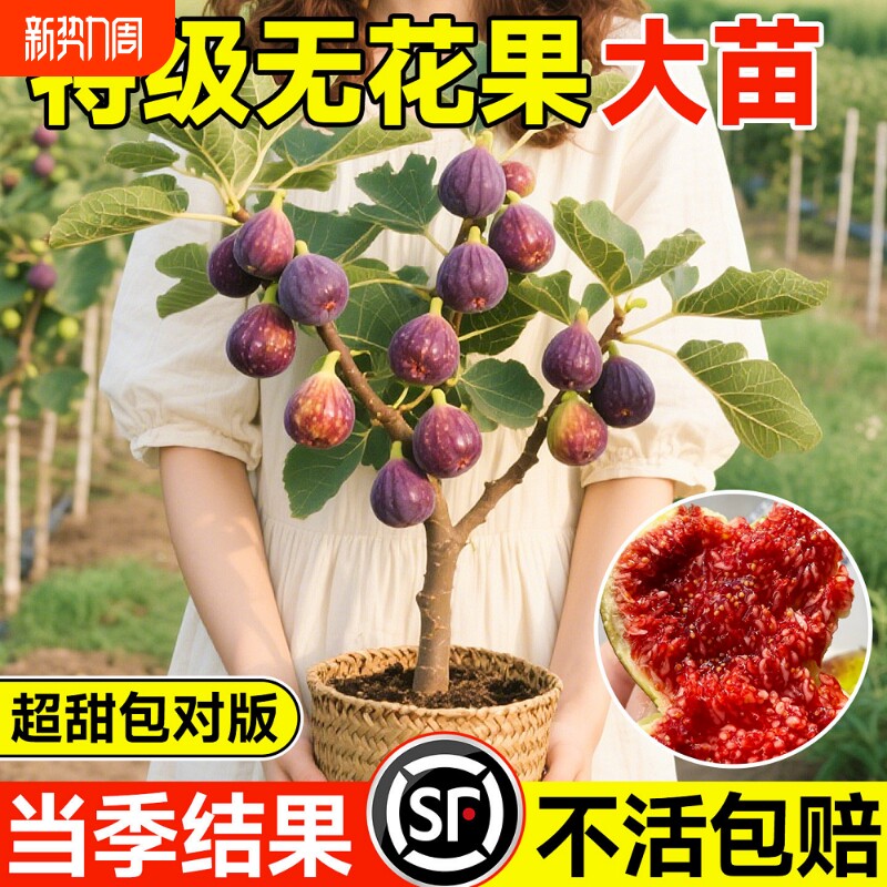 无花果树苗特大果波姬红带果盆栽地栽四季南北方阳台庭院种植耐寒