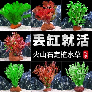 鱼缸火山石水草植物真草造景专用蜈蚣草水培绿菊水榕净化水质套餐