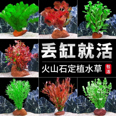 鱼缸火山石水草植物真草造景套餐