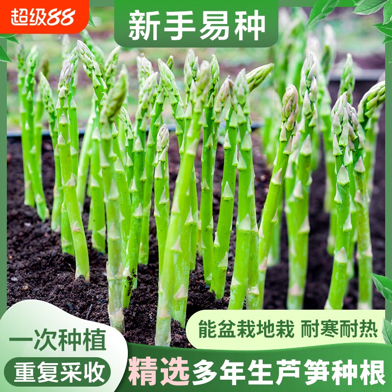 芦笋根苗绿色芦笋苗种子蔬菜苗阳台庭院盆栽多年生种植绿植可食用