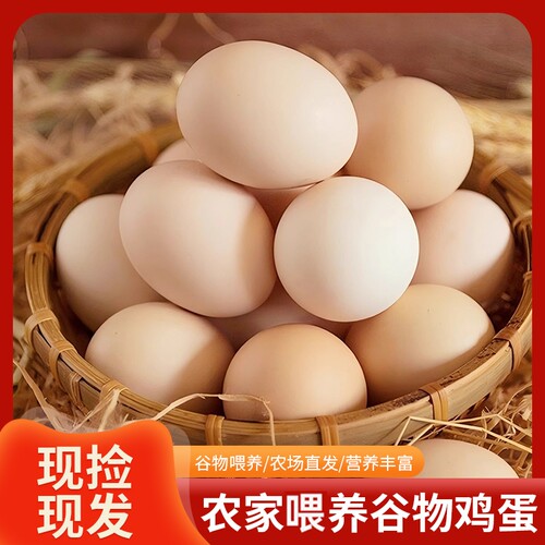 新鲜初生蛋鲜鸡蛋谷饲喂养