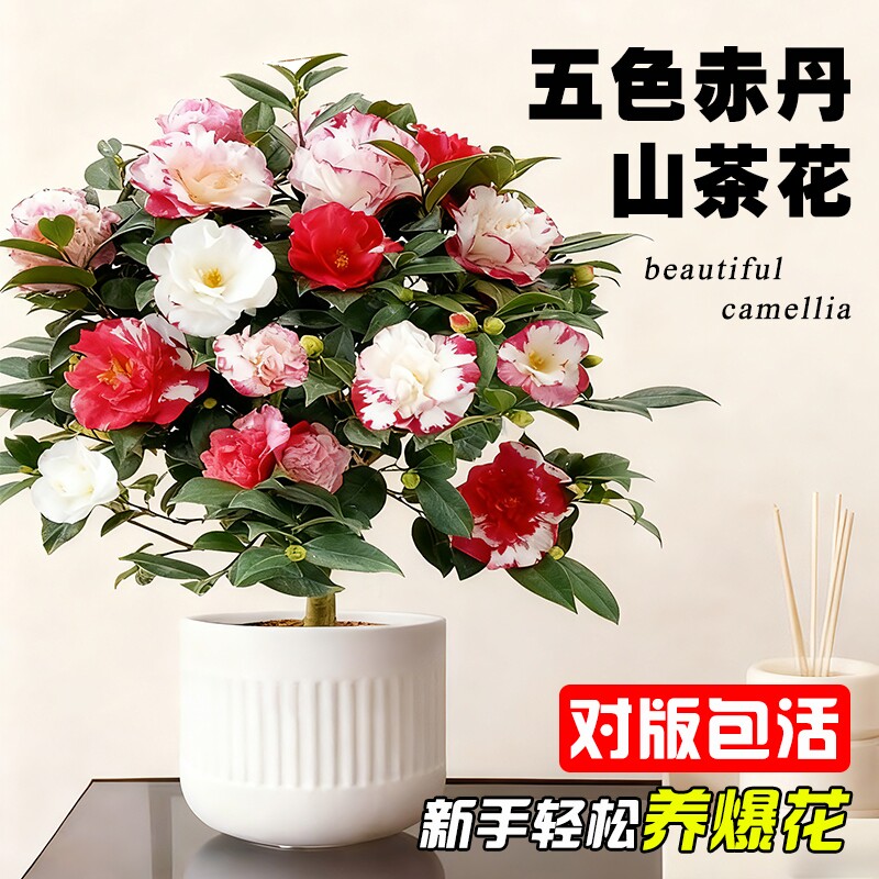 山茶花盆栽五色赤丹树苗四季好养室内阳台花卉绿植物开花客厅室外图片