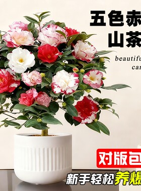 山茶花盆栽五色赤丹树苗四季好养大花室内阳台花卉绿植物开花客厅