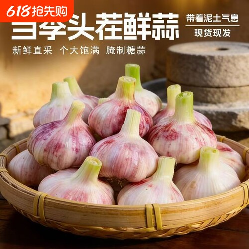 山东紫皮大蒜鲜蒜正宗红皮湿蒜泡糖醋专用9斤箱装批发价元原产地