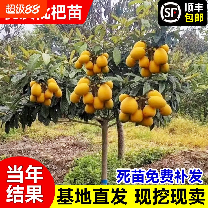 特大枇杷树苗30天养死包赔