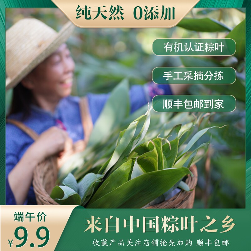 天然有机烘干粽子叶无添加端午天然粽叶新鲜大粽叶装箬竹叶现摘
