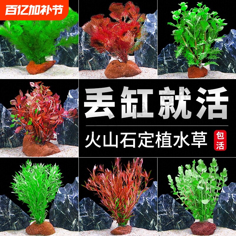 鱼缸火山石水草植物真草造景专用蜈蚣草水培绿菊水榕净化水质套餐