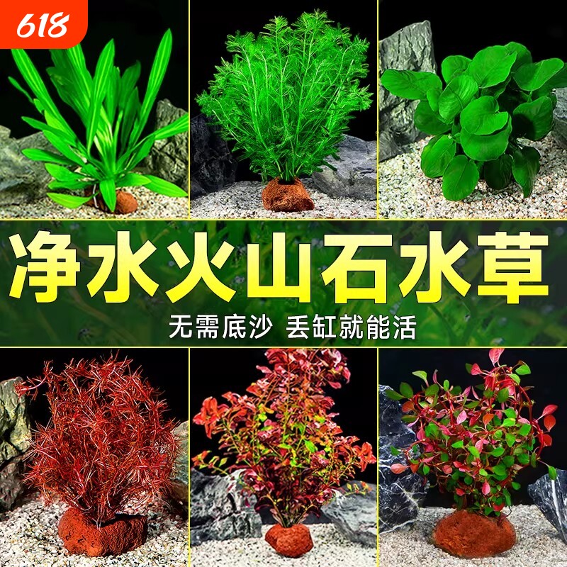 火山石水草植物鱼缸造景蜈蚣草绿菊水培摆件套餐造氧真草水质养鱼